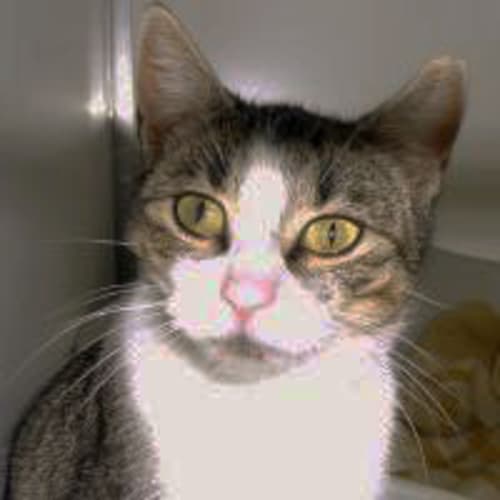 No photo for Peaches