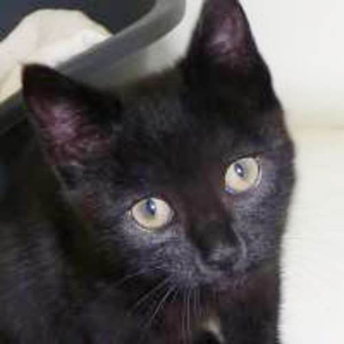 No photo for Mighty Mouse