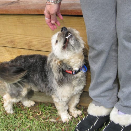 No photo for Scooter (On Trial)