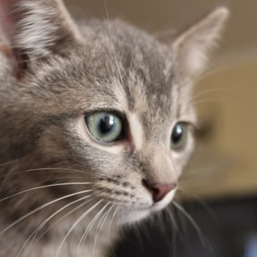 No photo for Denver (Hc043)