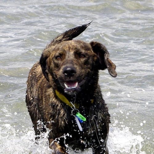 No photo for Sammy (Labrador X )