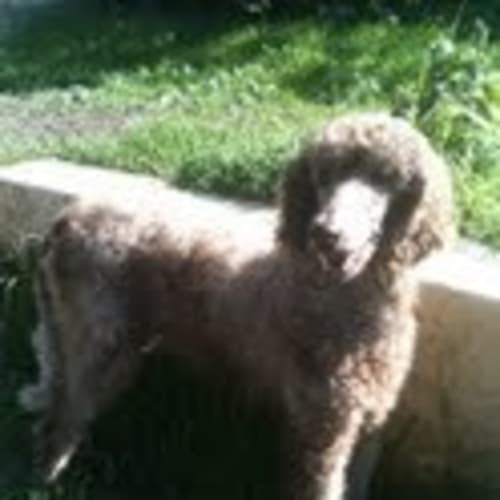 No photo for Fleur *Adoption Pending Trial*