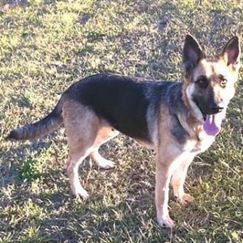 Addison (Addie) * Foster Carer Needed*