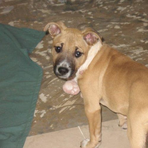 No photo for Puzzla/Adopted