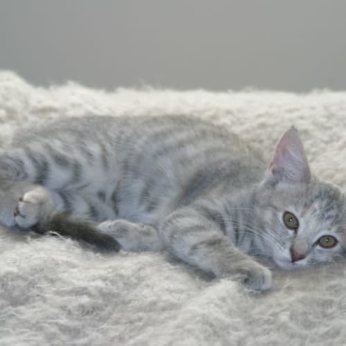 No photo for Silverella   Adoption Pending