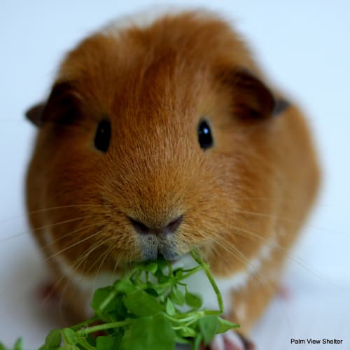 No photo for Spare Parts   Adopted