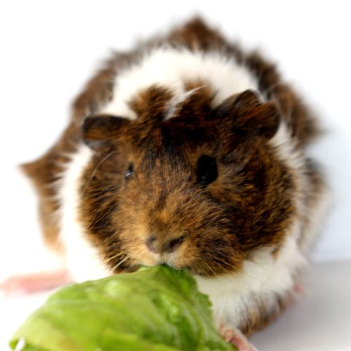 No photo for Brandy   Transferred To Carer