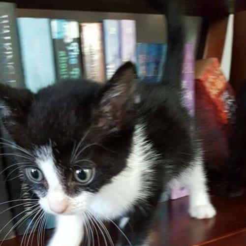 Kiki 