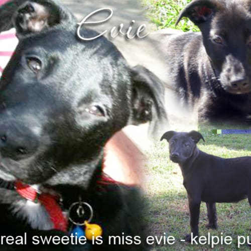 No photo for Evie   Arq Spring Has Sprung Adoption Drive!