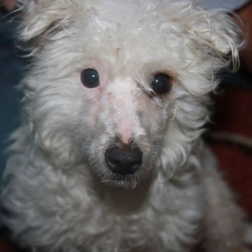 No photo for Miss Millie (On Trial)