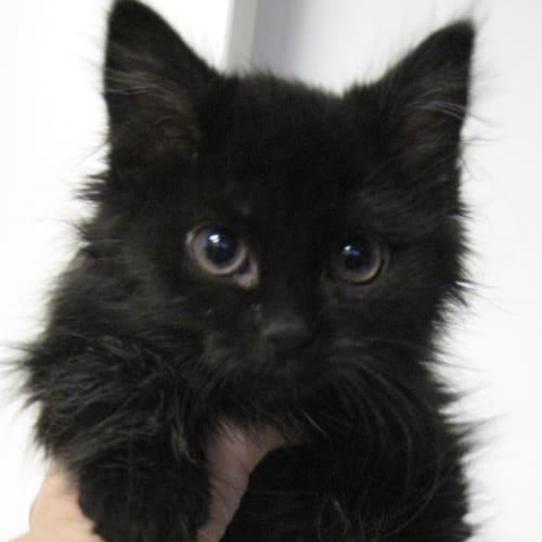 No photo for Kylie & Danni (8 Weeks)