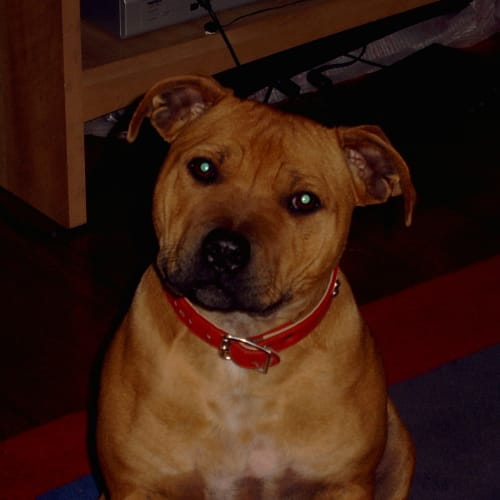 Rex