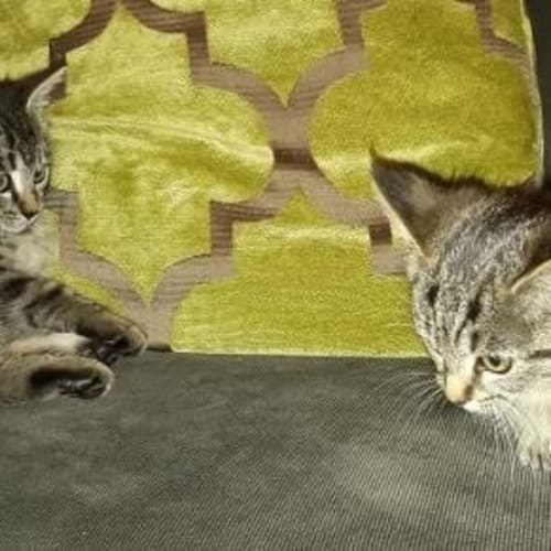 Nashira female grey tabby