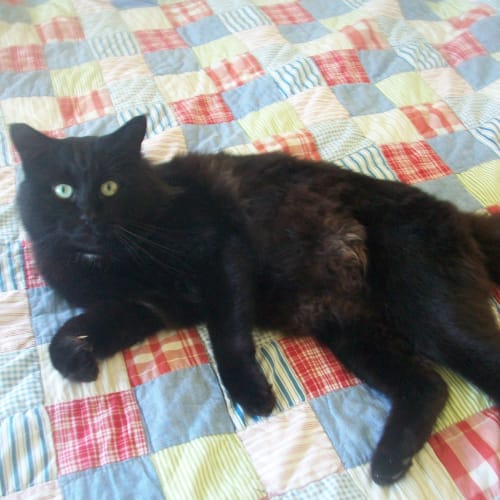 Baloo