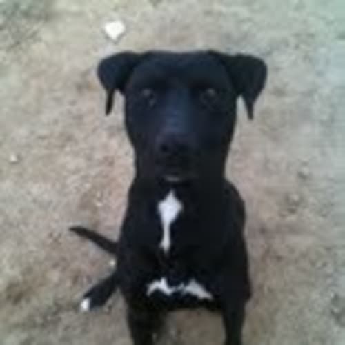 Pyro Av252 *Adoption Pending*