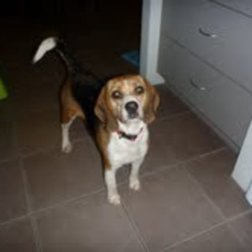 Bailey Beagle *Adoption Pending*