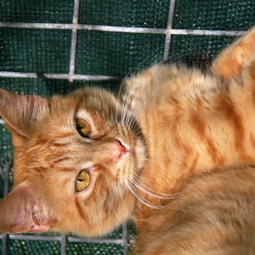 No photo for Aslan