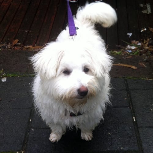 Barkley - On Trial in His New Home!