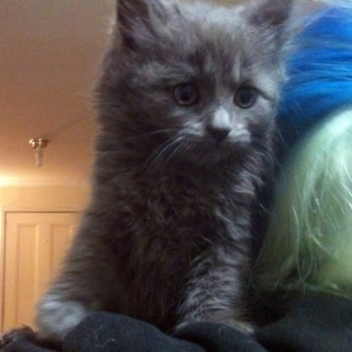 Murphy - Pre-Adopted!