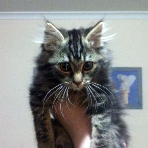 Parker - Pre-Adopted!