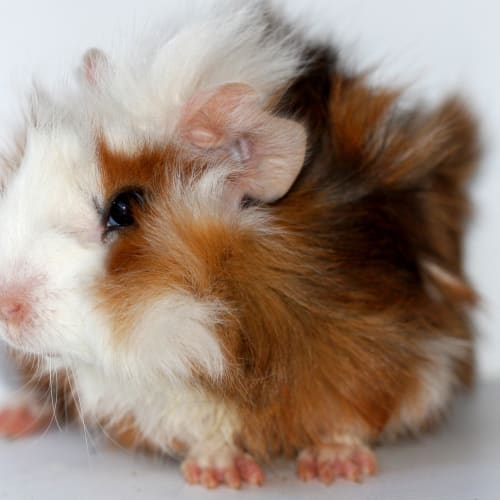 No photo for Wilbur