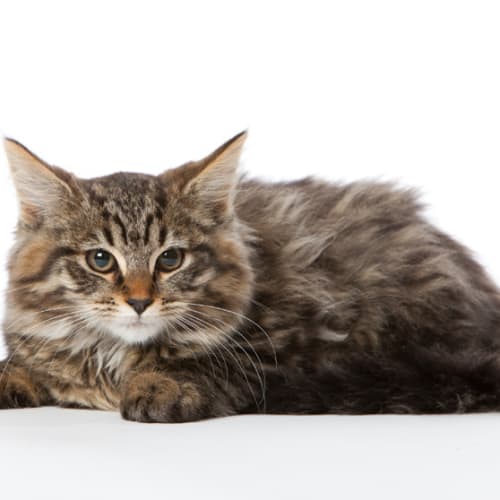 Rumtumtugger