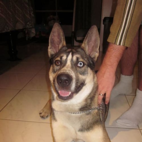 Sinbad *Urgent Foster Carer Needed*