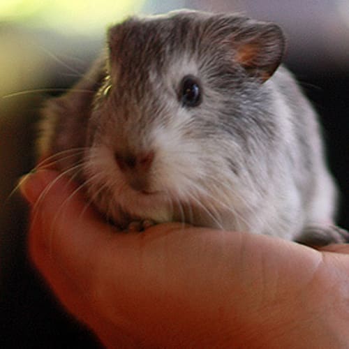 No photo for Little Buddy!