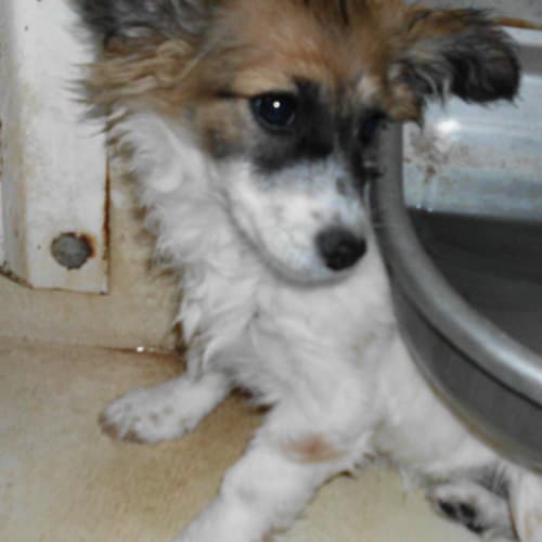 Adoption Pending!!!!Melody
