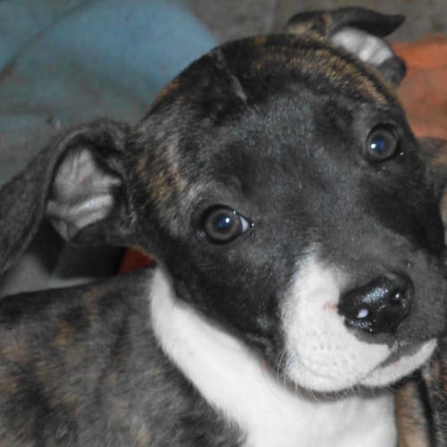 Adoption Pending!!!! Raina