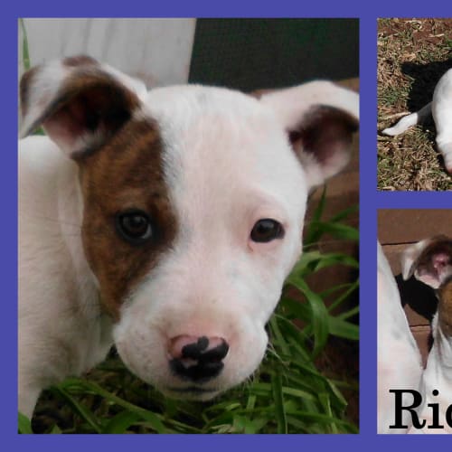 Ridley
