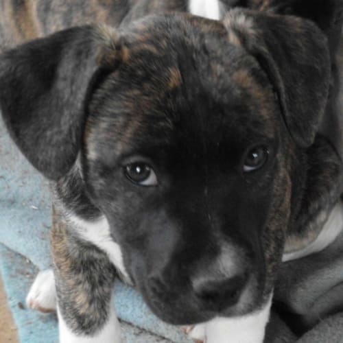 Adoption Pending!!! Rocco