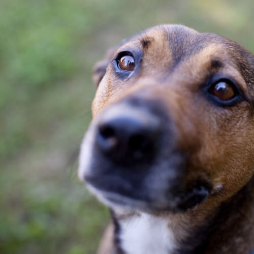 Roxy Av267 *Adoption Pending*