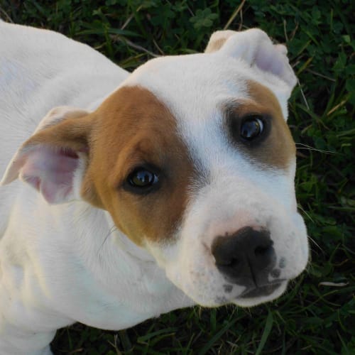 Adoption Pending!!!!Ruby