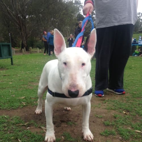 Finlay aka Milky - foster carer needed