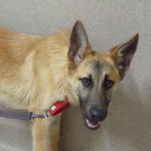 No photo for Hoover On Trial With His New Family