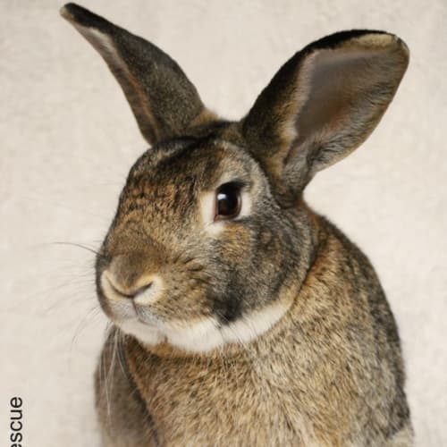 Ceasar - Desexed and Vaccinated