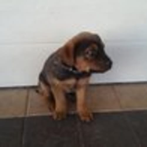 Av228 * Adoption Pending*
