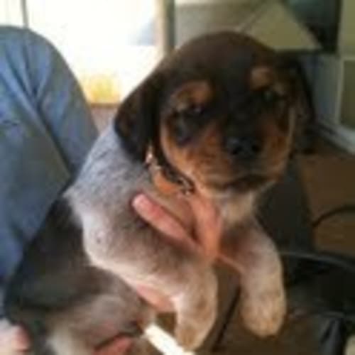 Av230 *Adoption Pending*