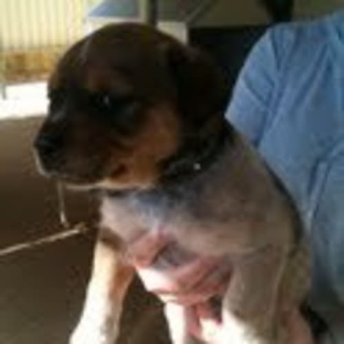 Av229 *Adoption Pending*