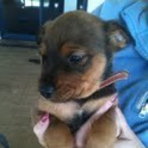 Av257 *Adoption Pending*