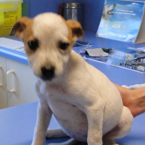 Cindi