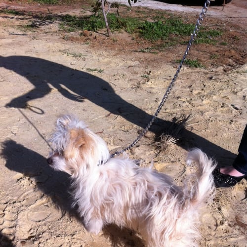 Joey ~Adoption Pending~