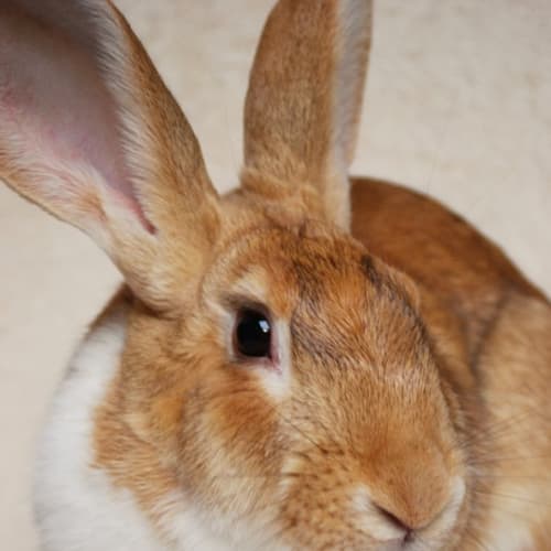 Lola -Desexed and Vaccinated
