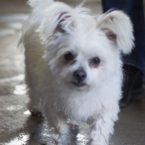 Gizmo