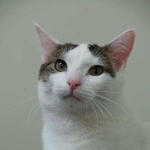 "Mr Kitty" C09910