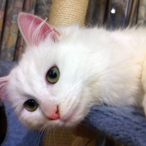 Ivy - On Trial in Her New Home!