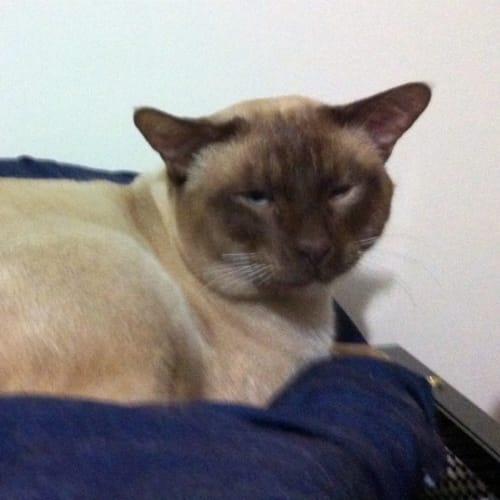 Cornelius - Adoption Pending