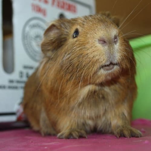 Monty