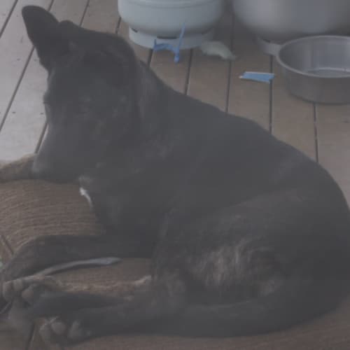 No photo for Peppa ( On Hold Pending Adoption)